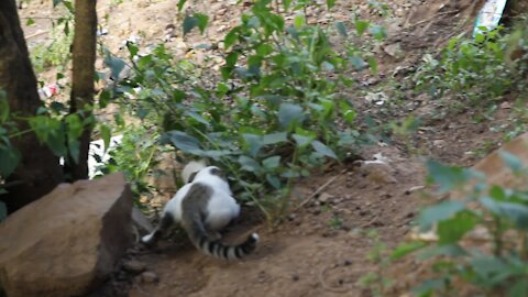 SOUTH AFRICA - Durban - Cat plays with a snake (Videos) (ehf)