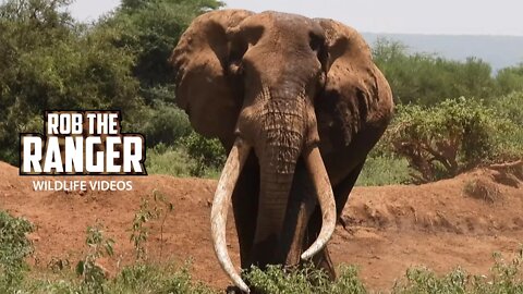Amboseli Elephants Incl. Super-Tusker Craig At A Waterhole | Zebra Plains Safari