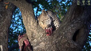Young Female Leopard Eating A Duiker