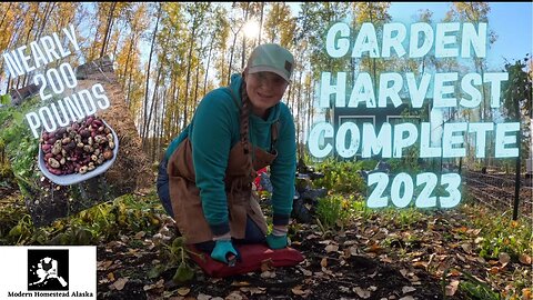 Harvesting Potatoes, Final Garden Harvest 2023, fall garden prepping in Alaska