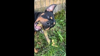 Rottweiler chewing wood