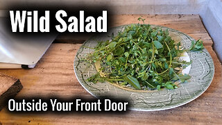 Backyard Fieldcraft: Wild Salad Outside Your Front Door