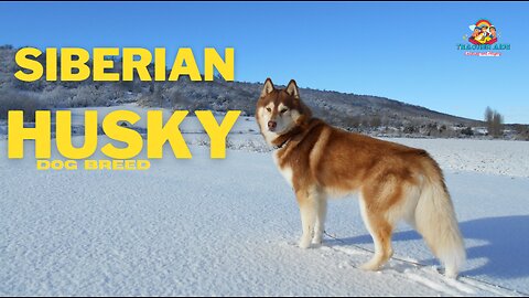 Information about | Siberian Husky | Teacher aide | Australia |Sled dog
