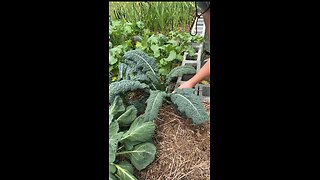Harvesting Dino Kale #gardeningwithbarchuckin
