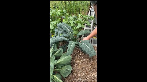 Harvesting Dino Kale #gardeningwithbarchuckin
