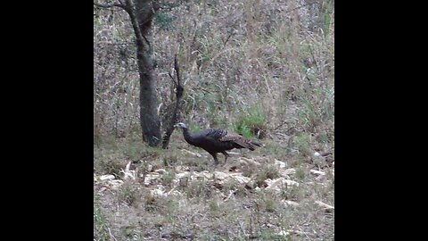 Watching Turkey eat the deers corn