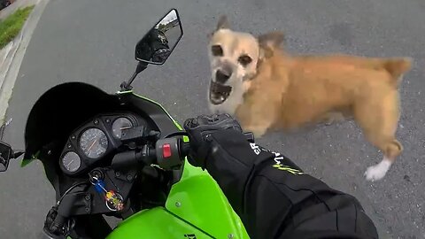 Angry Dogs Vs Bikers - WHEN DOGS ATTACK!!