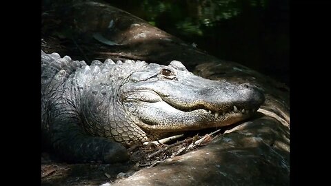 Places to see animals in Florida, Part 2. Central Florida Zoo. Lowry Park. Big Cat Rescue.