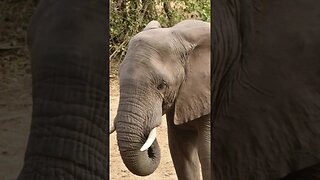 Elephant from the Limpopo River, Limpopo valley area