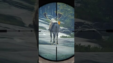 Gold 🟡 PIEBALD Moose Nearly Let's Us Hug Him - theHunter: Call of the Wild #shorts