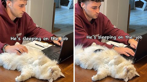 Sleepy Cat Adorably Takes A Nap 'On The Job'
