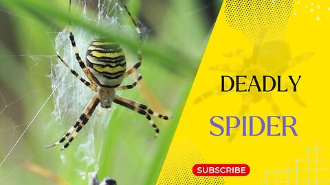 Nature's Top 5 Deadly Spiders #facts #nature