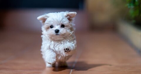 🐾🌟 Top 8 Cutest Dog Breeds That'll Melt Your Heart! 🐶❤️