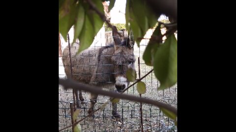 The neighbor's donkey is staring at me. Funny and silly donkey. So cute