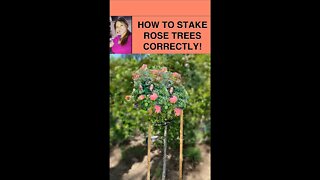 Rose Tree: How to Support a Rose Tree Correctly! Shirley Bovshow (#shorts)