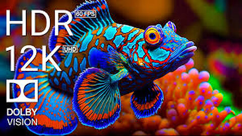 Underwater World 8K ULTRA HD – Marine Life, Sea Animals and Coral Reef . NEVER MISS IT AGAIN