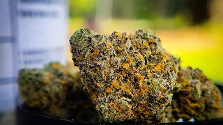 HMP. THCA GARY PAYTON #Thca #hemp #Flower #review