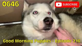 [0646] GOOD MORNING PUPPIES - EPISODE 216 [#dogs #doggos #doggies #puppies #dogdaycare]