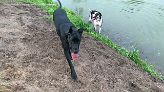 Joyful Talkative Adopted Great Dane Loves to Dig and Play