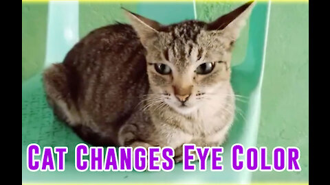 Cat Changes eyes color