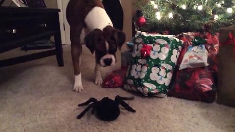 "Cute Dog Afraid Of Spider Toy"