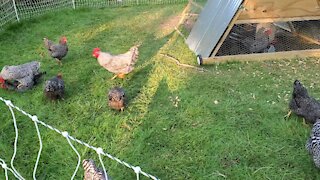 Our Full Grown Barred-Rock Chickens