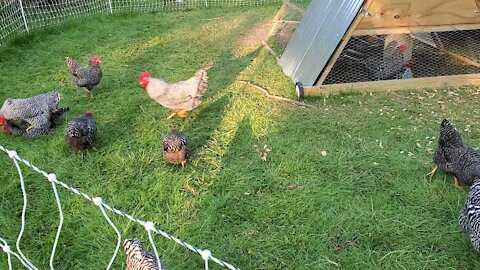 Our Full Grown Barred-Rock Chickens