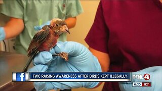 FWC Raising Awareness after birds kept illegally