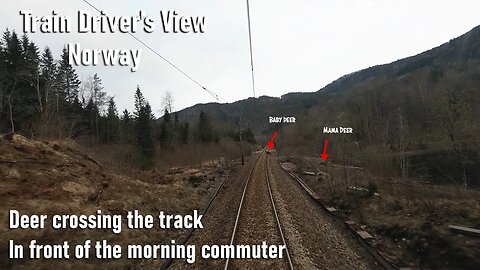 4K CAB VIEW: Deer crossing the track in front of the morning commuter