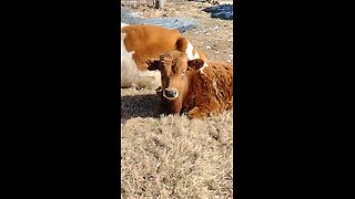 Just saying hi to the mamma cow and calves. Big spoiled calves.