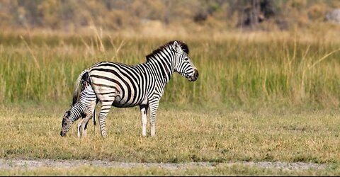 OVER 7 MILLION VIEWS!! Zebra birth & Wild Dog interaction