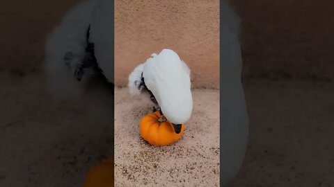 You can blame Jersey the Umbrella Cockatoo! #cockatoo #shorts