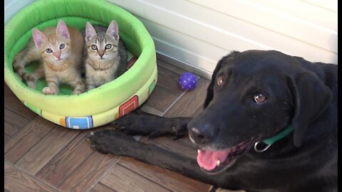 Rescue Dog Fosters Tiny Kittens Found Abandoned on Road