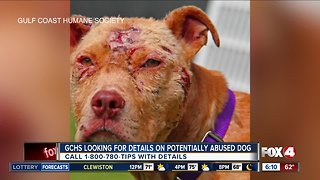 Information sought in potential dog abuse case
