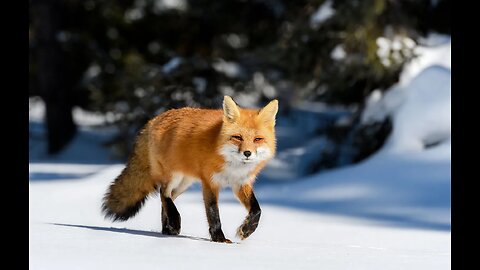 RED FOX (DESCRIPTION AND FACTS)