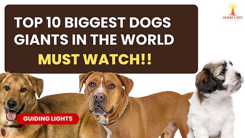 Top 10 Biggest Dog Giants in Europe