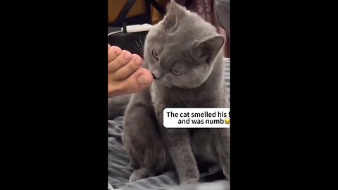 FUNNIEST CAT REACTIONS AFTER SMELLING HUMAN FEET AND FOOD 🤣🤣 #surrealmookie #cats #funny