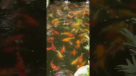 Look so beautiful Koi fish - a kind of Japanese golden fish😍