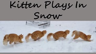 Cutest Kitten Plays With Snow