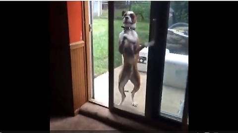Obedient Dog Can Open Any Door In The Household