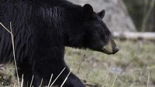 Dog trapped by bear and its cubs