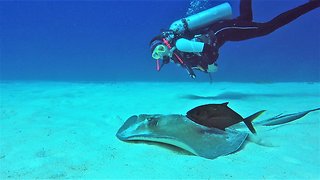 Scuba diver has close-up experience with beautiful stingray