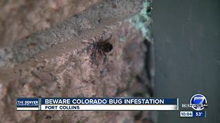 Why are these bugs all over Fort Collins?