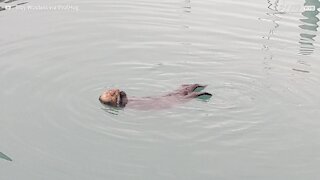 Blissful otter relaxes in water while enjoying meal