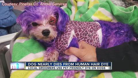 Purple Pup Saved From Irresponsible Owner