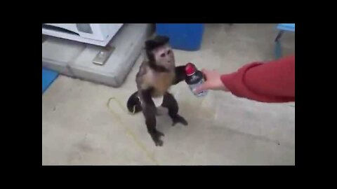 Monkey doing Funny things - Funny Monkey 2021