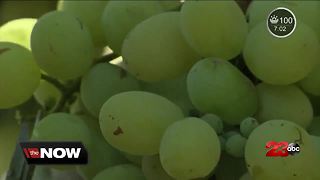 Cotton Candy grapes now hitting shelves