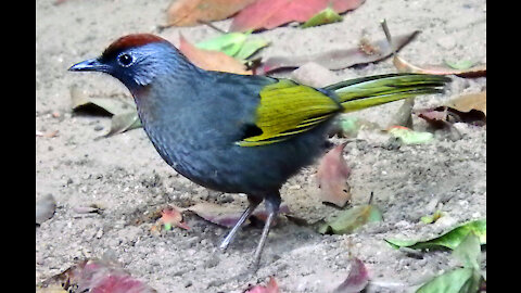 Silver-eared (chestnut-crowned) Laughingthrush bird video