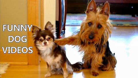 You will laugh at all the DOGS 🤣 Funny DOG Videos 😂🐶 #CuteDogs #Cutepuppies #funnyDogs #BabyDog