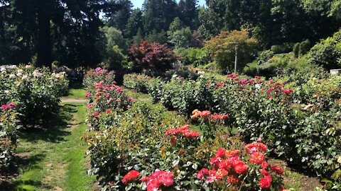 International Rose Test Garden at Washington Park in Portland Oregon summer 2020